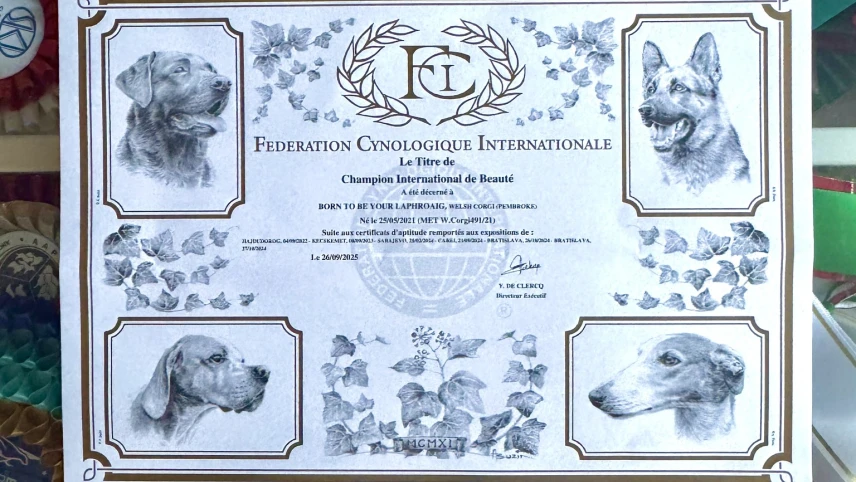 561738396_855214773861108_4040361335685925820_n