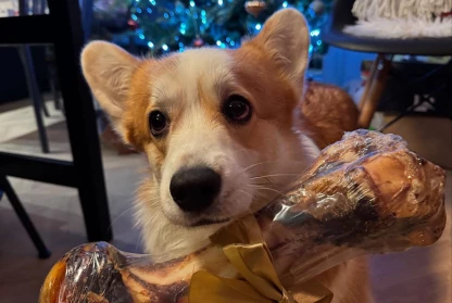 A Pawsome Christmas