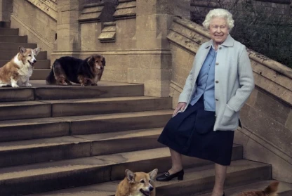 Why Are Corgis So Popular? – Secrets of the Royal Pup